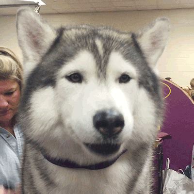 Siberian Husky GIFs - Find & Share on GIPHY