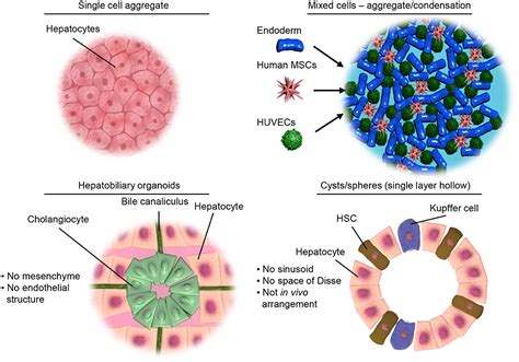 Frontiers Liver Organoids Recent Developments Limitations And Potential