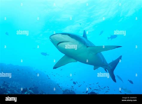 Galapagos Shark Carcharhinus Galapagensis Cocos Island Costa Rica