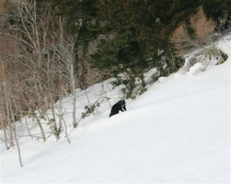 Japanese black bear - Facts, Diet, Habitat & Pictures on Animalia.bio