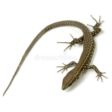 Lizard. A common lizard on white , #Affiliate, #common, #Lizard, #white ...