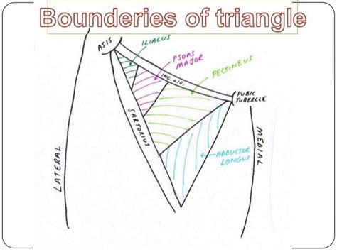 Femoral triangle