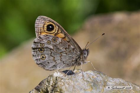 Lasiommata Petropolitana Northern Wall Brown