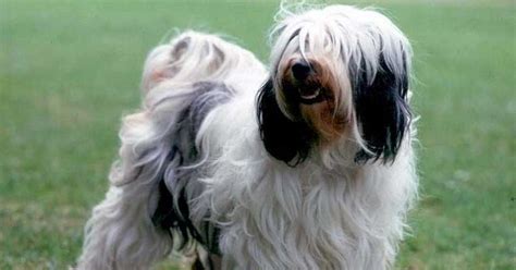 Can Tibetan Terriers See Through Their Hair