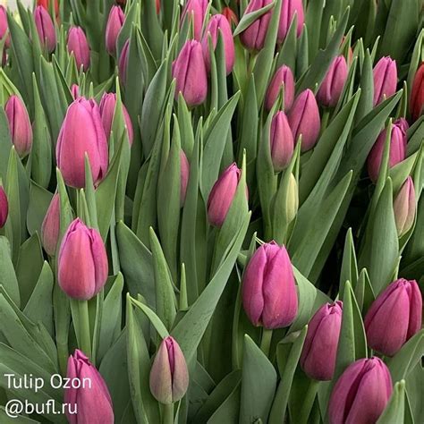 Tulip Ozon авторское фото BUFL RU Тюльпаны Красивые цветы Цветы