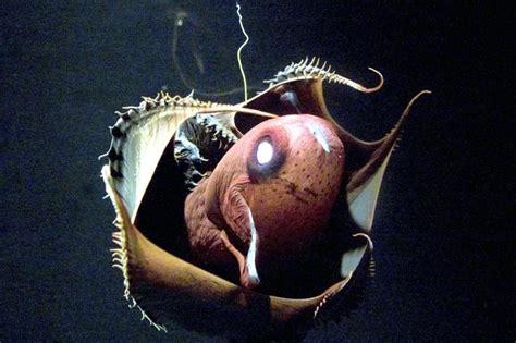 Vampire Squid – "OCEAN TREASURES" Memorial Library