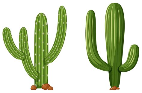 Two Types Of Cactus Plants 647976 Vector Art At Vecteezy