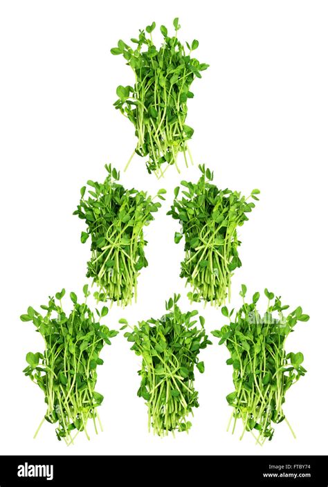 Snow Pea Sprouts Stock Photo Alamy