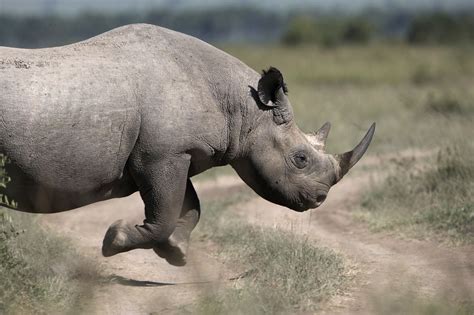 Black Rhino — Mara Conservancy
