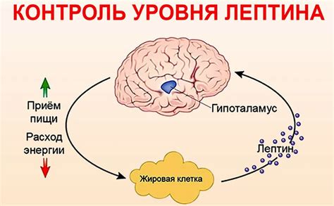 Гормон Лептин - Нормы, Анализы и Значение в Организме