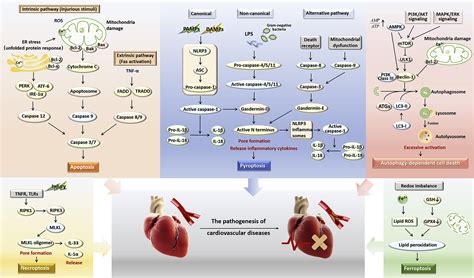 Regulation Of Pyroptosis In Cardiovascular Pathologies Role Of