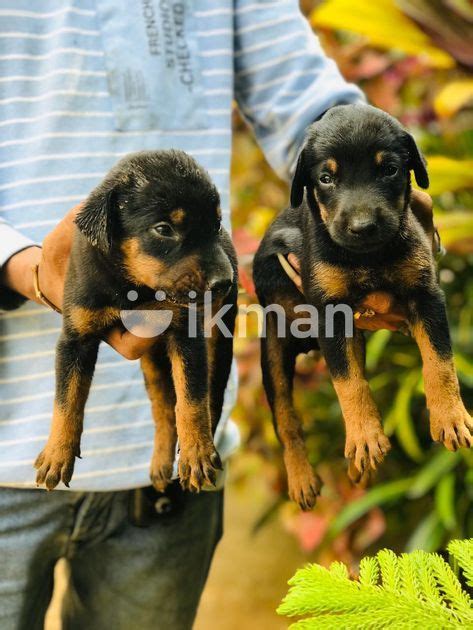 Dobarman Puppies For Sale In Jaffna City Ikman