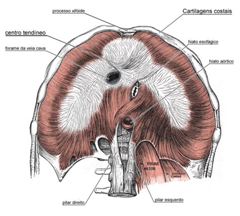 Músculo diafragma Anatomia papel e caneta