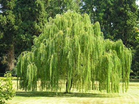 Salix 'Willow Weeping' 6" Pot - Hello Hello Plants