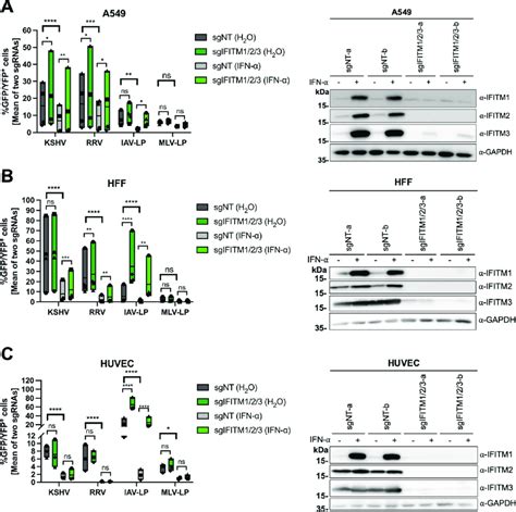 Ifitm Triple Knockout Enhances Kshv And Rrv Infection In A