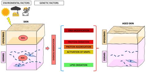 Main Factors Involved In Skin Aging And Consequences Leading To Aged