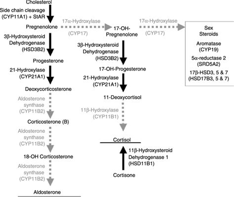 The Biosynthetic Pathway For Corticosteroids Androgens And Oestrogens Download Scientific