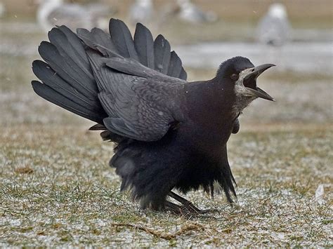 Rook Corvus Frugilegus By Jansvetlik Pet Birds Beautiful Birds