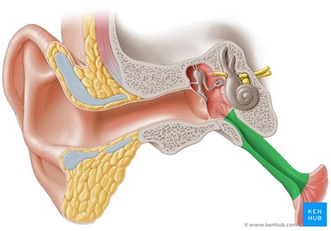 What Is the Function of the Auditory Tube