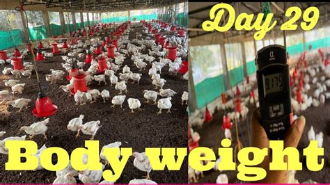 Day 29 जबर दस्त Body Weight Poultry Farming29 डेज़ में 18 Kg