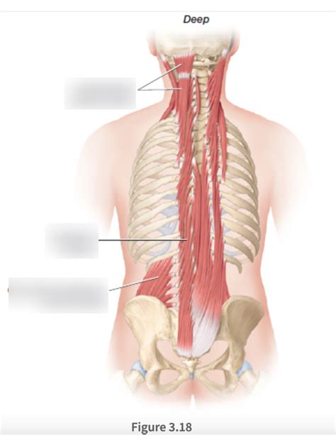 Back Muscles Deep Diagram Quizlet