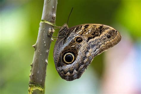 These 9 Camouflaged Animals Will Make You Do A Double Take