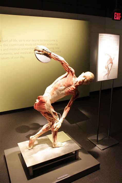 Las Vegas Bodies Exhibit This Is A Real Cadaver Bodies Exhibit