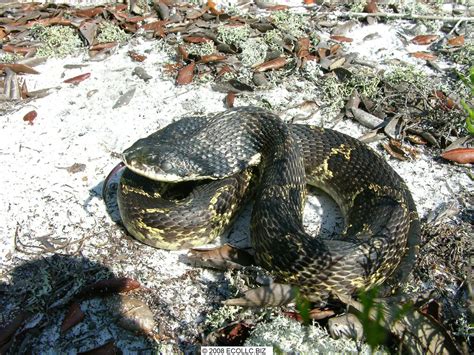 Eastern Hognose Snake Defensive BU Bob Upcavage Flickr