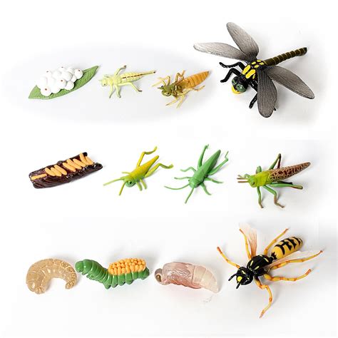 Realistic Life Cycle Of Dragonfly Grasshopper Wasp Plastic Insect