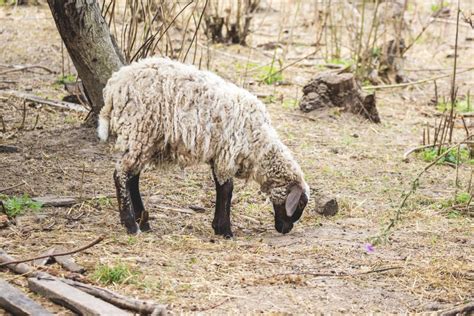 Gray Sheep With Black Legs On The Farm Looking For Food Stock Photo