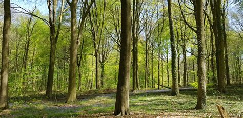 Kluisbos Wandelroute Wandelknooppunt Be