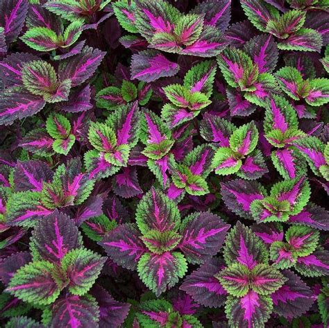 100 Pcs Bag Rare Coleus Seeds Blumei Rainbow Mix Color Flower Seeds For