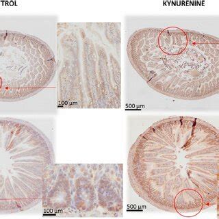 Representative Photomicrographs Of The Immunohistochemical Reactions