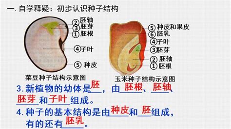 生物七年级上册第二节 种子植物试讲课ppt课件 教习网课件下载