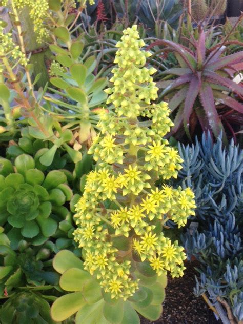 Aeoniums In Bloom Flowers Times Two Succulent Gardens