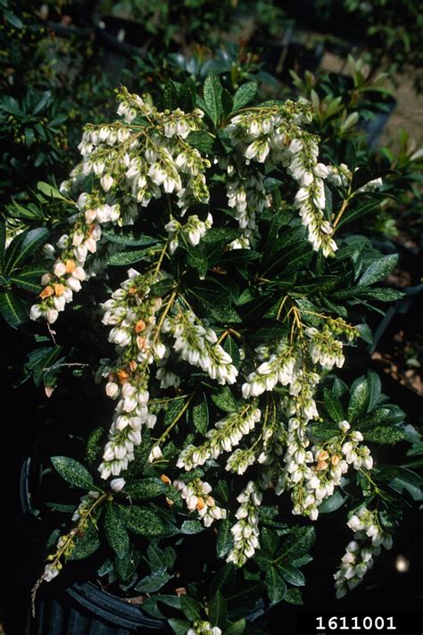 Japanese Pieris Pieris Japonica