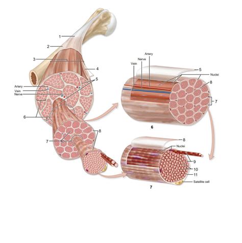 Biol 255 Lab Muscle Cell Diagram Quizlet