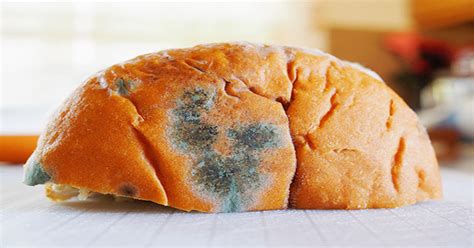 roti berjamur  sebabnya okezone women
