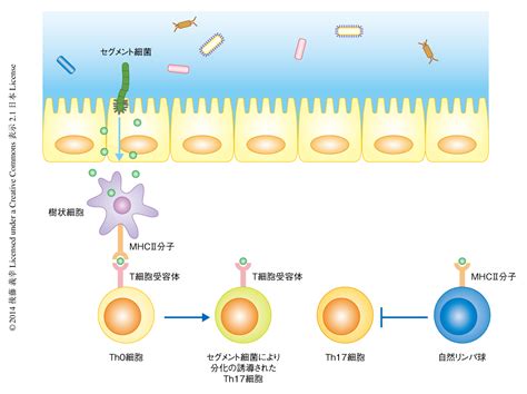 腸管において樹状細胞により提示されるセグメント細菌の抗原はth17細胞の分化を誘導する ライフサイエンス 新着論文レビュー