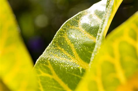 Free Images Tree Water Nature Grass Branch Dew Sunlight Leaf