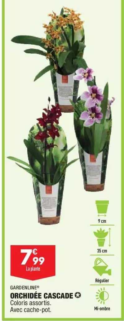 Promo Orchid E Cascade Gardenline Chez Aldi Icatalogue Fr