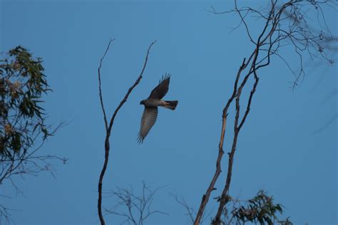 Collared Sparrowhawk From Castlemaine VIC Australia On March 12 2023