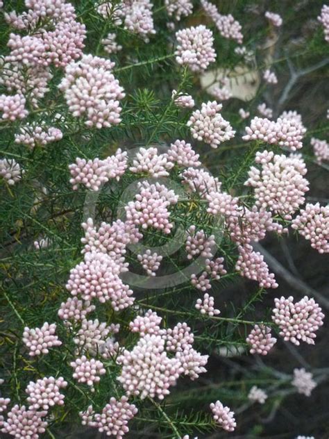 Ozothamnus Diosmifolius Radiance Pill Flower Ball Everlasting Sago