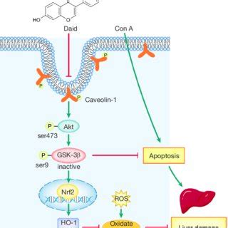 Mechanism Of The Protective Effect Of Daidzein In Con A Induced Liver