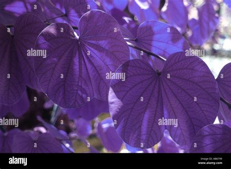 Carob tree leaves Stock Photo - Alamy