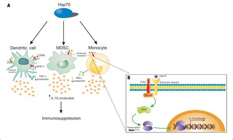 Figure From The Anti Inflammatory Mechanisms Of Hsp Semantic Scholar