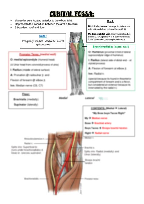 Solution Cubital Fossa Summary Studypool