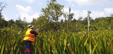 Inventarisasi Potensi Keanekaragaman Hayati Jenis Tumbuhan Di Tn