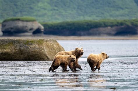 Alaskan Brown Bears Running On Mudflat Stock Photo Image Of Brown