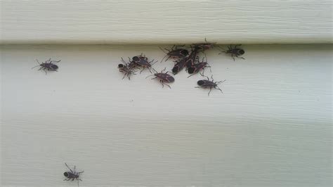 How To Quickly Kill Box Elder Bugs Box Elder Bugs Bugs